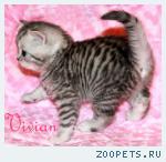 Британские котята вискас из питомника VIVIAN