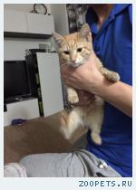 найден рыжий котик