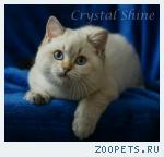 Британские котята
