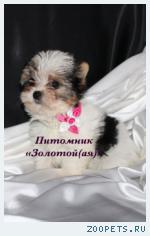 Бивер Йорк, Бивер, Биверы  щенки купить