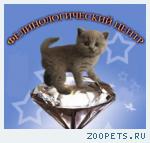фелинологические курсы