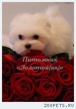 Мальтезе, мальтийская болонка щенки мини и стандарт 