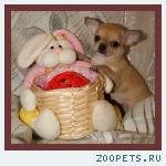 Чихуахуа роскошные щенки