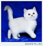 Белоснежные котята - медвежата с фиалковыми глазками