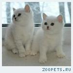 Британские котята серебристые шиншиллы с изумрудными и синими гл