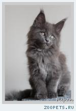 Котята породы МЕЙН-КУН