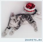 Шотландские и британские котята