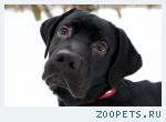 Юный лабрадор Персей в дар