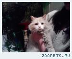 найден кот
