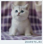 Британские котята