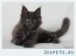 Котята породы МЕЙН-КУН