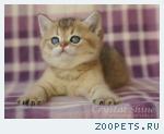 Британские котята