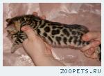 Бенгальские котята