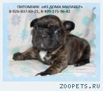 Щенки французского бульдога из питомника