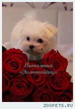 Мальтезе очаровательные щенки