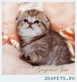 Вислоухие золотые котята шоу-класс