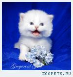 Белоснежные котята - медвежата с фиалковыми глазками