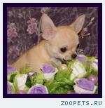 Чихуахуа роскошные щенки
