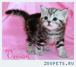 Британские котята мрамор из питомника VIVIAN