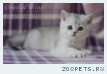 Британские котята