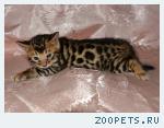 Бенгальские котята