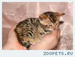 Бенгальские котята
