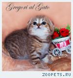 Вислоухие золотые котята шоу-класс