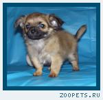 Чихуахуа  щенки