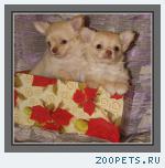Чихуахуа роскошные щенки