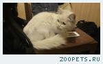 нашла кошку