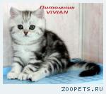 Британские котята мрамор из питомника VIVIAN