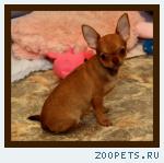 Чихуахуа роскошные щенки