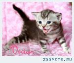 Британские котята шоколадный мрамор из VIVIAN