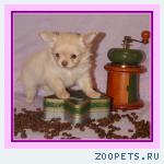 Чихуахуа роскошные щенки