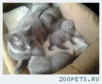 Британские котята. 