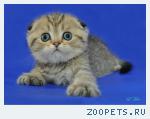 Шотландский вислоухий котенок Кошечка