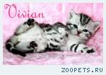Британские котята мрамор из питомника VIVIAN
