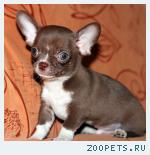Чихуахуа шоколадного окраса