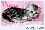 Британские котята мрамор из питомника VIVIAN