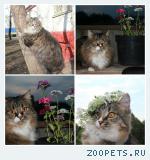 Потерялать Кошка м. Перово