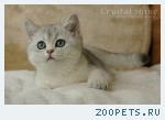 Британские котята