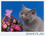 Британский котёнок
