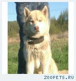 Молодой палевый кобель хаски в добрые руки
