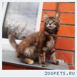 Котята мейн куны разные