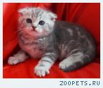 Шотландские вислоухие кошечки
