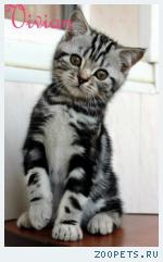 Британские котята мрамор из питомника VIVIAN