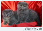 Шотландские вислоухие кошечки