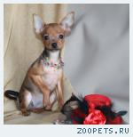 Той-терьер. Гладкошерстные и длинношерстные щенки