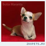 Чихуахуа  стильный мачо