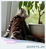 Британские котята шоколадный мрамор из VIVIAN
